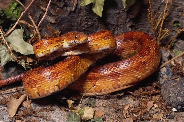699018 Corn Snake, Defensive Posture, Elaphe Guttat A4 Photo Print