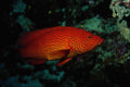 699020 Coral Trout, Maldives A4 Photo Print