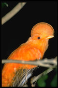 699026 Cock of the rock A4 Photo Print