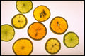 699028 Oranges, Lemons And Limes A4 Photo Print