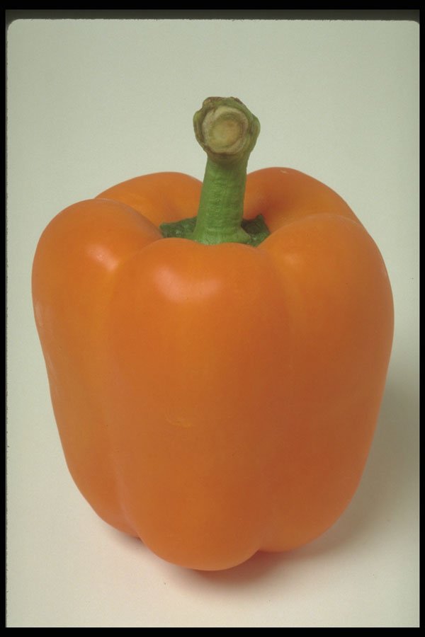 699030 Orange Pepper A4 Photo Print