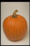 699031 Pumpkin A4 Photo Print