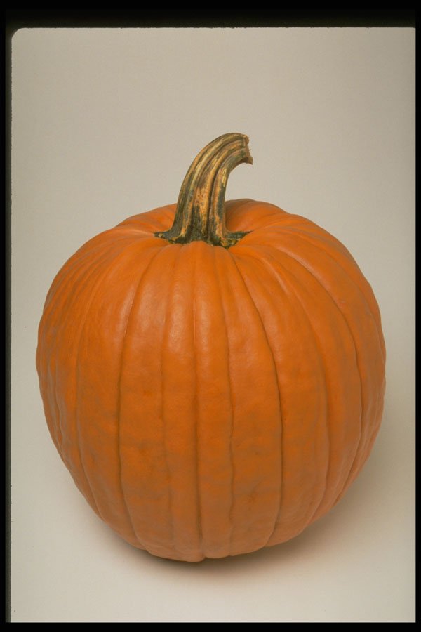 699031 Pumpkin A4 Photo Print