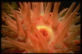 699032 Large Crimson Anemone, Howe Sound, British Columbia, Canada A4 Photo Print