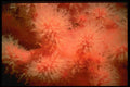 699033 Red Soft Coral Branch, Browning Pass, British Columbia, Canada A4 Photo Print