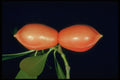 699036 Ochrosia Elliptica (Ochrosia) A4 Photo Print