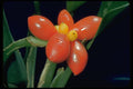 699038 Diffenbachia Picta A4 Photo Print