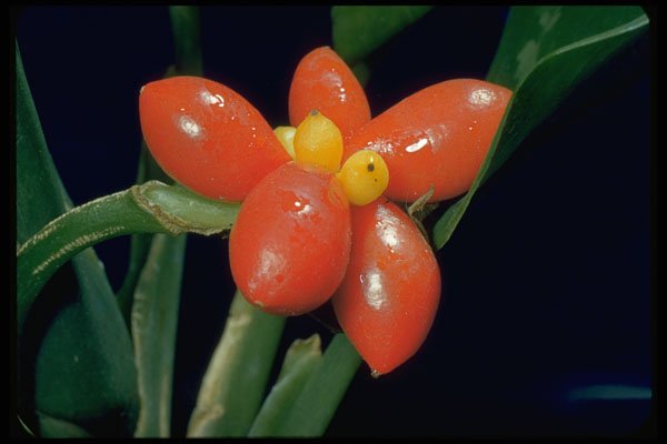 699038 Diffenbachia Picta A4 Photo Print