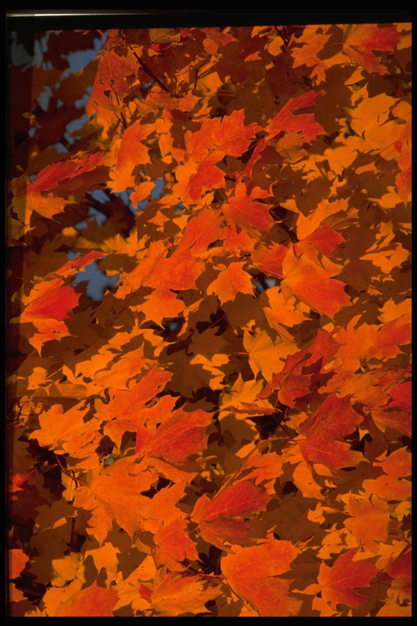 699039 Autumn Landscape, New England A4 Photo Print
