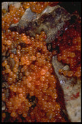 699040 Salmon Eggs, Hatchery, Alaska A4 Photo Print