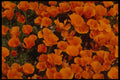 699042 California Poppies In Bloom, Lancaster, California A4 Photo Print