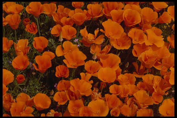 699042 California Poppies In Bloom, Lancaster, California A4 Photo Print