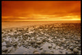 699048 Exposed Reef, Low Tide, Baja, California A4 Photo Print