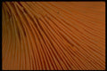 699049 Gills Of Chanterelle A4 Photo Print