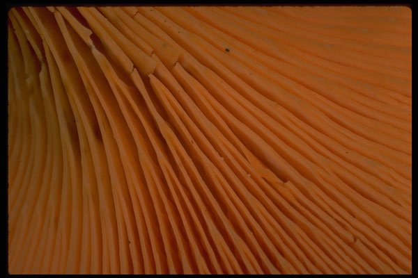 699049 Gills Of Chanterelle A4 Photo Print