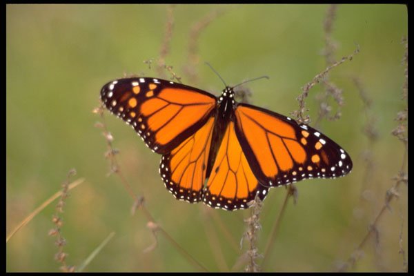 699050 Monarch Butterfly A4 Photo Print