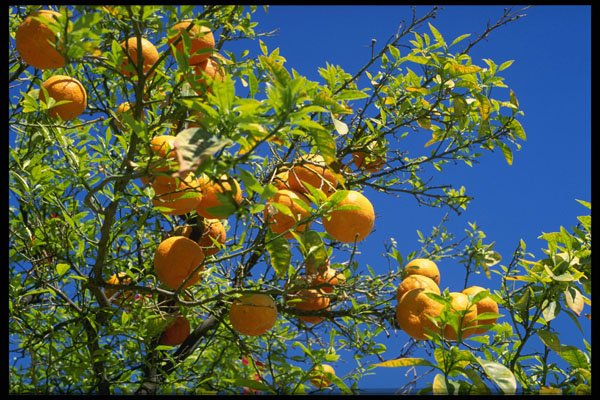 699052 Orange Tree, Nabeul, Tunisia A4 Photo Print