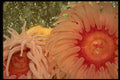699053 Anemone, Puget Sound, Washington State, U.S.A. A4 Photo Print
