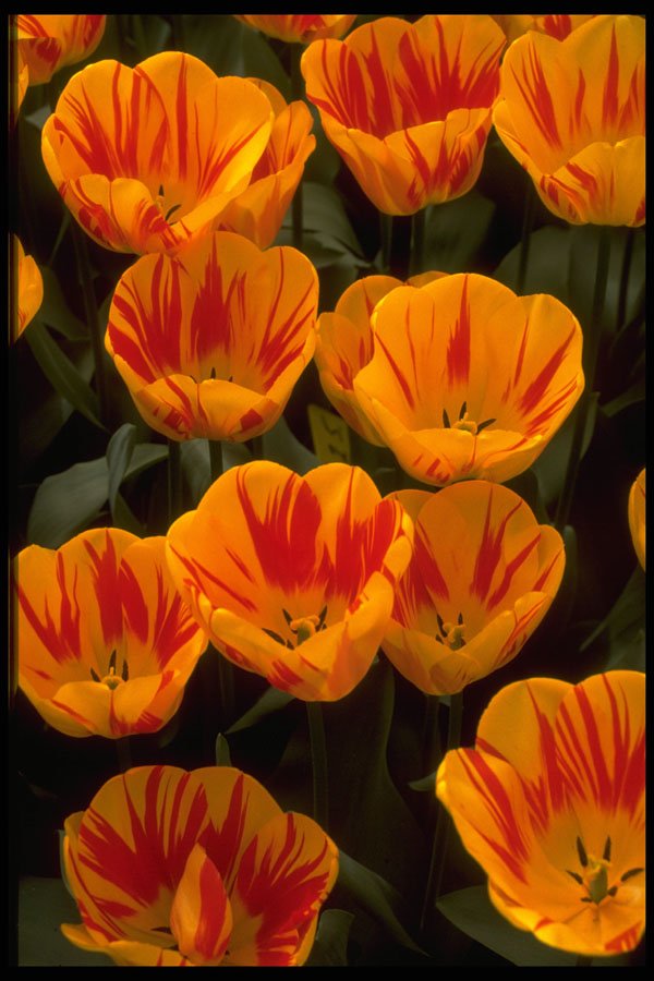 699056 Tulips, Olympic Flame, Keukenhof Gardens, Netherlands A4 Photo Print