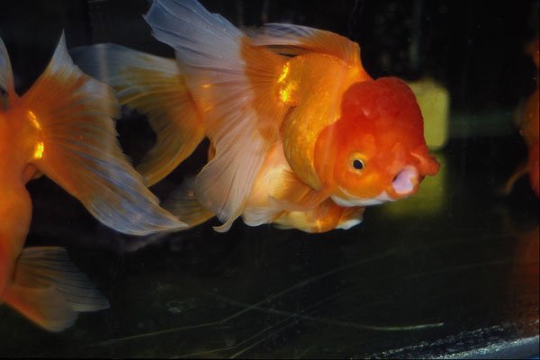 699063 Oranda (lion Head) A4 Photo Print