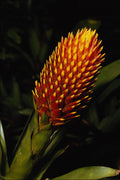 699064 Guzmania Conifera A4 Photo Print