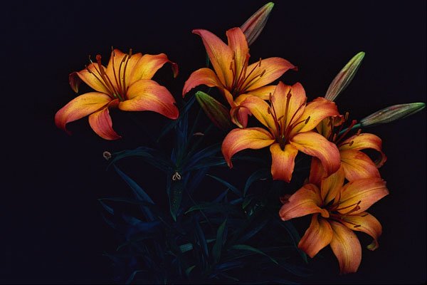 699065 Spring Lilies, Tropicana A4 Photo Print