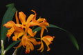 699066 Orchid Laela, Cattleya, Trick Or Treat A4 Photo Print