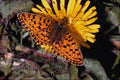 699068 Pearl bordered Fritillary A4 Photo Print