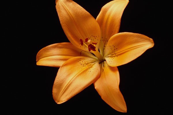 699071 Orange Lily A4 Photo Print