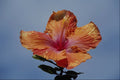 699072 Orange And Pink Flower, Hybrid Hibiscus A4 Photo Print