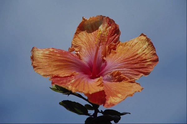 699072 Orange And Pink Flower, Hybrid Hibiscus A4 Photo Print