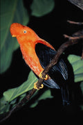 699077 Peruvian Cock of the rock, Peru A4 Photo Print