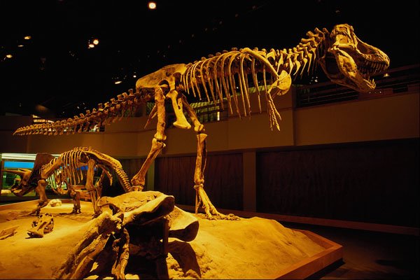 699080 Tyrannosaurus Rex Skeleton A4 Photo Print