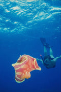 699083 Diver With Giant Spanish Dancer, Cebu, Philippines A4 Photo Print