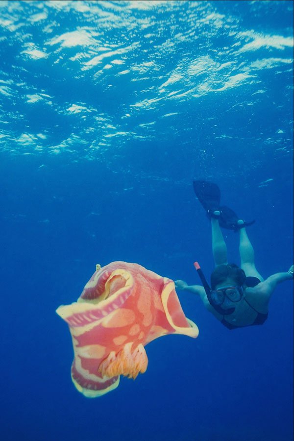 699083 Diver With Giant Spanish Dancer, Cebu, Philippines A4 Photo Print