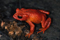 699085 Male Golden Toad, Endangered Species, Bufo Periglens A4 Photo Print