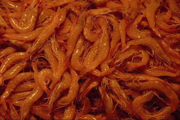 699087 Shrimp, Andalusia, Spain A4 Photo Print