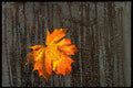 699088 Rain Leaf A4 Photo Print
