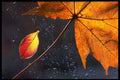 699091 Leaves A4 Photo Print