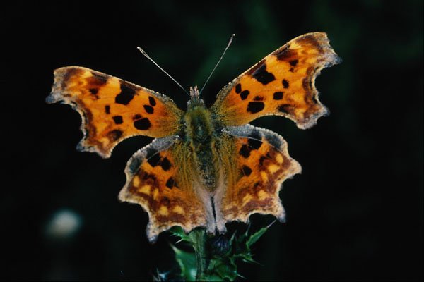 699095 Comma Butterfly A4 Photo Print
