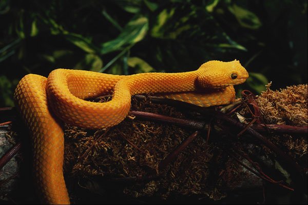 699096 Eyelash Viper, Mexico And California A4 Photo Print
