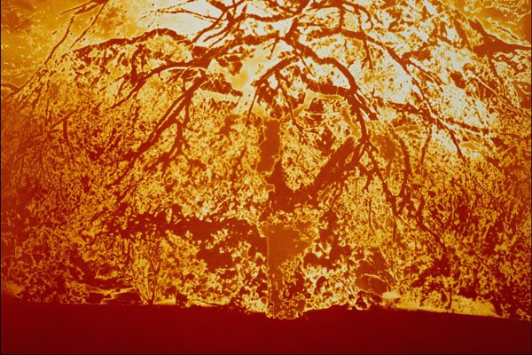 699098 Orange Tree Abstract A4 Photo Print