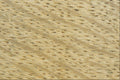 703001 Beech Wood A4 Photo Print