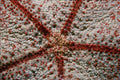 703018 Mouth Of Pincushion Urchin A4 Photo Print