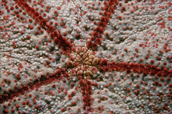 703018 Mouth Of Pincushion Urchin A4 Photo Print