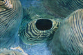 703019 Giant Clam Siphon A4 Photo Print