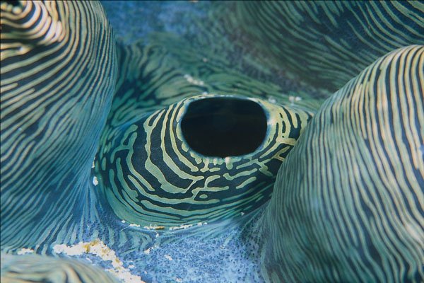 703019 Giant Clam Siphon A4 Photo Print