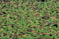 703025 Fringed Water Lily A4 Photo Print
