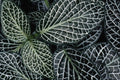703026 Green Plant Texture A4 Photo Print