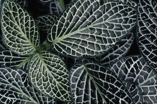 703026 Green Plant Texture A4 Photo Print
